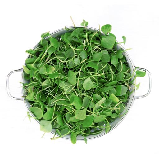 rorippa nasturtium-aquaticum